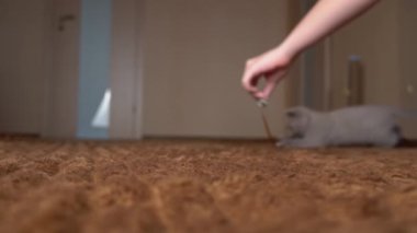 İskoç Gri Fluffy Şirin Kedi Yavrusu Yavaş Çekimde Kurdelenin Arkasından Koşuyor