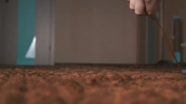 İskoç Gri Pofuduk Neşeli Kedi Yavrusu Sağdan Sola Kayıttan Sonra Koşuyor