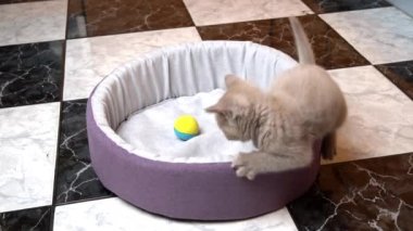 İskoç Düz Kulaklı Gri Kedi Yatağında Topla Oynuyor