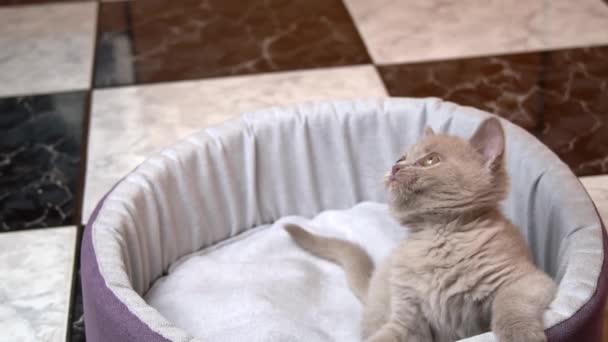 Scottish Straight-eared Gray Kitten Παίζει με μια μπάλα στο κρεβάτι του — Αρχείο Βίντεο