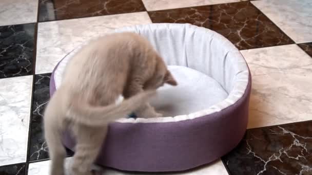 Escocês Straight-eared cinza gatinho joga com uma bola em sua cama — Vídeo de Stock