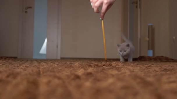 Scottish Gray Fluffy Cute Kitten Runs After the Ribbon to the Camera in Slow Mo — Stock Video