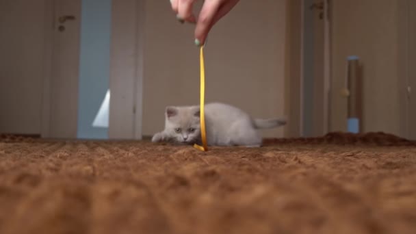 苏格兰灰毛绒绒快乐猫咪带丝带玩慢动作相机 — 图库视频影像