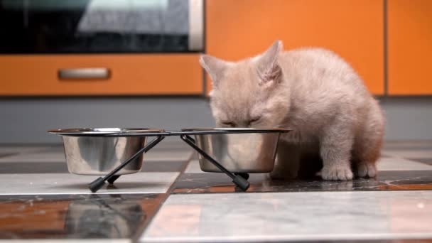 Scottish Straight Kitten mangia cibo da una ciotola in un grande appartamento a Slow Mo — Video Stock