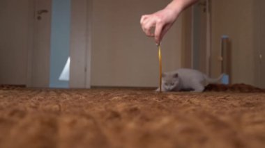 İskoç Gri Fluffy Şirin Kedi Yavrusu Yavaş Çekimde Kurdelenin Arkasından Koşuyor