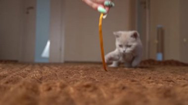 İskoç Gri Fluffy Şirin Kedi Yavrusu Yavaş Çekimde Kurdelenin Arkasından Koşuyor