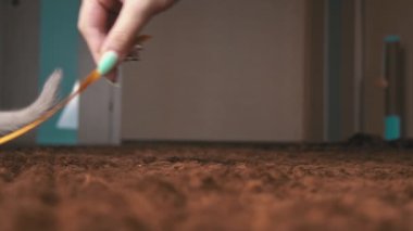İskoç Gri Pofuduk Neşeli Kedi Yavrusu Soldan Sağa Kasetin Peşinden Koşuyor