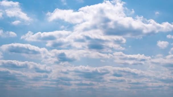 Timelapse White Fluffy Olakas Float Through the Blue Sky on a Sunny Day — Stock video