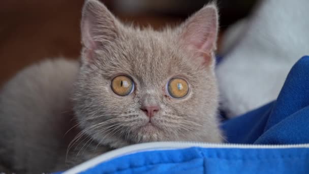 Gray Thoroughbred Soapy Kitten Lies on the Bed — Stock videók