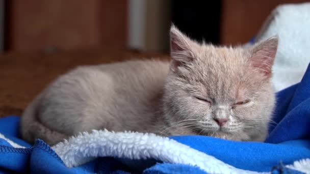 Gris pur-sang savonneux chaton repose sur le lit et s'endort — Video
