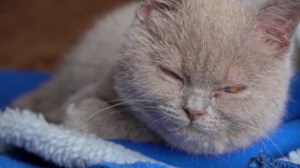 Gray Thoroughbred Soapy Kitten Lies on the Bed and Falls Asleep — Stockvideo