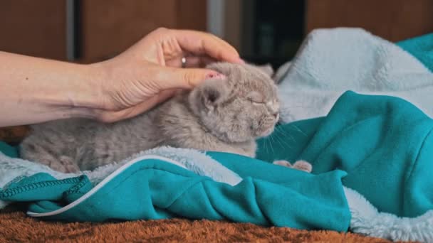 Chaton gris joue avec les filles main couché sur le lit — Video