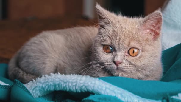 Gray Thoroughbred Soapy Kitten Lies Bed Mischievous Cheerful Little Cat — Stock videók