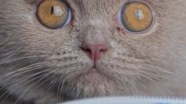 Gri safkan sabunlu kedi yavrusu yatakta yatıyor. Yaramaz ve neşeli küçük bir kedi yerde oynanıyor. Oyuncak hayvanlar.