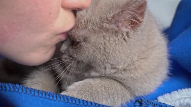 Girl Kisses Gray Thoroughbred Soapy Kitten Which Lies Bed Mischievous — Stockvideo