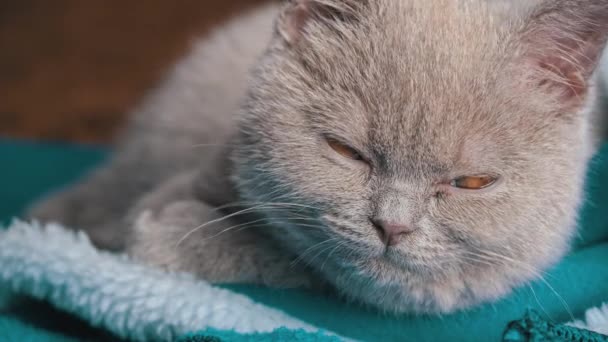 灰纯种肥皂猫躺在床上睡着了 一只淘气而快乐的小猫咪睡在毛毯上 熟睡的宠物 — 图库视频影像