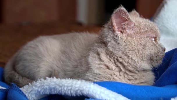 Gray Thoroughbred Soapy Kitten Lies Bed Mischievous Cheerful Little Cat — Stock videók