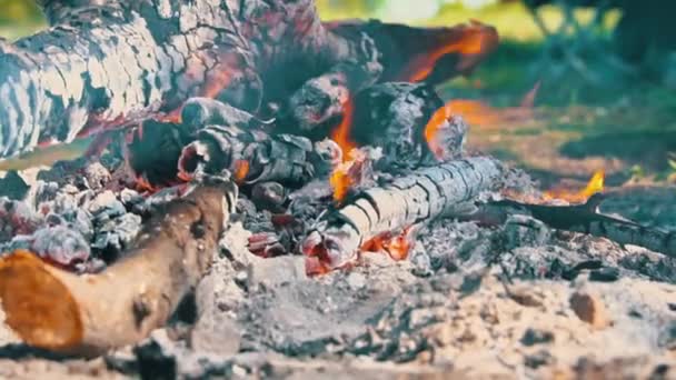 Καυτό Κάρβουνο Καίγεται Μια Φωτιά Στη Φύση Γκρι Σιγαστήρες Στάχτης — Αρχείο Βίντεο