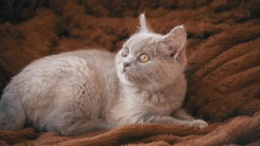 Gri safkan sabunlu kedi yavrusu yatakta yatıyor. Yaramaz ve neşeli küçük bir kedi yerde oynanıyor. Oyuncak hayvanlar.