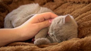 Gri safkan sabunlu kedi yavrusu yatağa uzanır ve uykuya dalar. Yaramaz ve neşeli küçük bir kedi bir battaniyenin üzerinde uyur. Uyuyan hayvanlar.