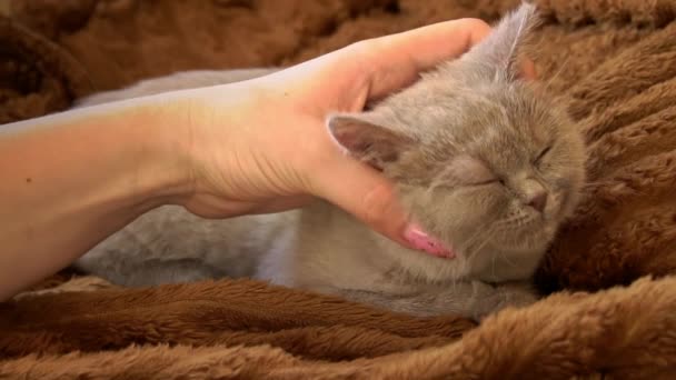 Gray Kitten Plays Girls Hand Lying Bed Mischievous Cheerful Little — Vídeos de Stock