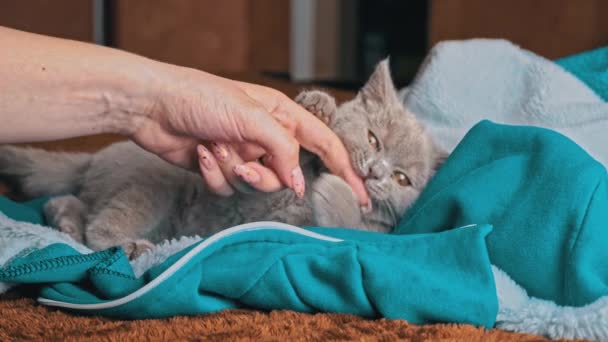 Gray Kitten Plays Girls Hand Lying Bed Mischievous Cheerful Little — Stockvideo