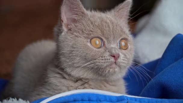 Gray Thoroughbred Soapy Kitten Lies Bed Mischievous Cheerful Little Cat — Vídeos de Stock