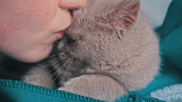 Girl Kisses Gray Thoroughbred Soapy Kitten Which Lies Bed Mischievous — Video Stock