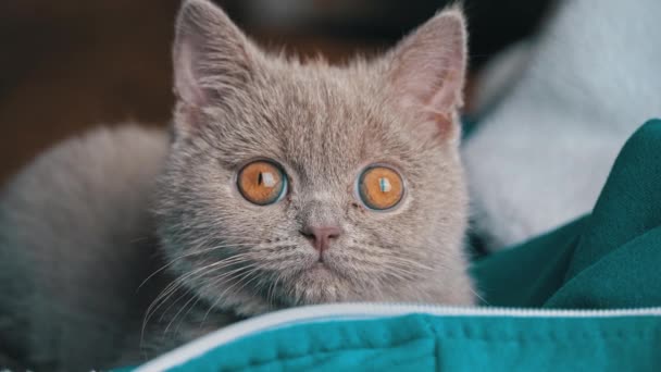 Gatinho Ensaboado Puro Sangue Cinzento Jaz Cama Pequeno Gato Travesso — Vídeo de Stock