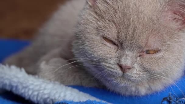 Gray Thoroughbred Soapy Kitten Lies Bed Falls Asleep Mischievous Cheerful — Vídeo de Stock