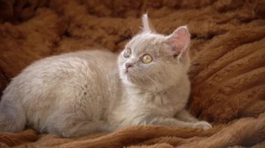 Gri safkan sabunlu kedi yavrusu yatakta yatıyor. Yaramaz ve neşeli küçük bir kedi yerde oynanıyor. Oyuncak hayvanlar.