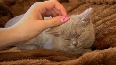 Gri kedi yavrusu, kızların eli yatakta yatarken oynuyor. Yaramaz ve neşeli küçük bir kedi yerde oynanıyor. Oyuncak hayvanlar.