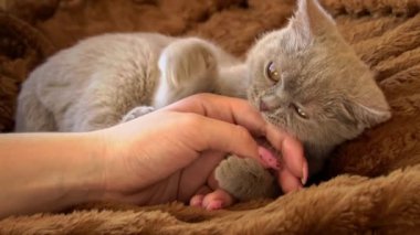 Gri kedi yavrusu, kızların eli yatakta yatarken oynuyor. Yaramaz ve neşeli küçük bir kedi yerde oynanıyor. Oyuncak hayvanlar.