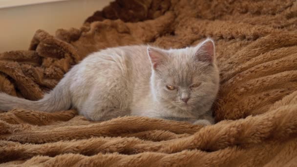 Gray Thoroughbred Soapy Kitten Lies Bed Falls Asleep Mischievous Cheerful — Vídeos de Stock
