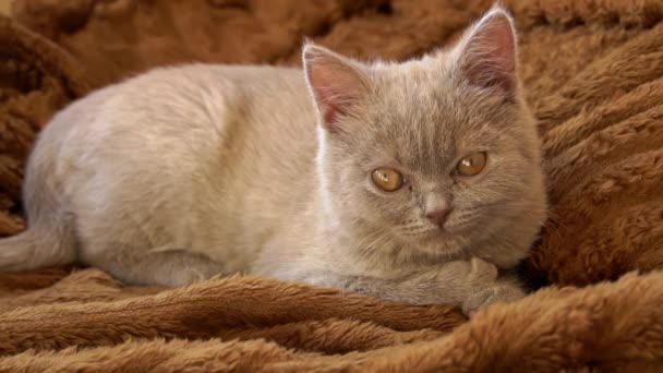 Gray Thoroughbred Soapy Kitten Lies Bed Mischievous Cheerful Little Cat — Wideo stockowe