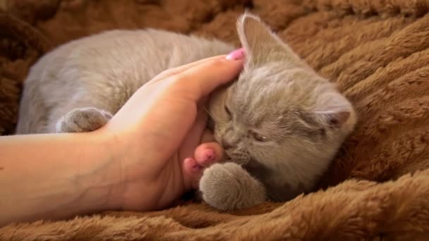 灰猫与躺在床上的姑娘们玩耍 一只淘气而快乐的小猫咪躺在地上玩耍 爱玩的宠物 — 图库视频影像