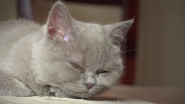 Soylu gri evcil kedi dairede yüksek bir sandalyede uyuyor. Kedi güneşte bir sandalyede güneşleniyor. Uyuyan güzel kedi uyuyor..