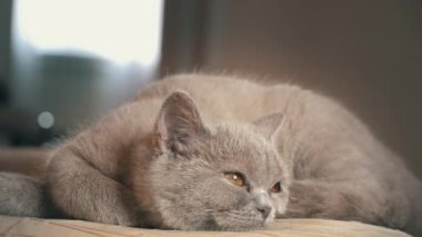 Soylu gri evcil kedi dairede yüksek bir sandalyede uyuyor. Kedi güneşte bir sandalyede güneşleniyor. Uyuyan güzel kedi uyuyor..