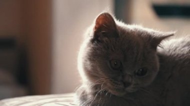 Safkan gri evcil kedi apartmandaki yüksek bir sandalyede esniyor. Kedi güneşte bir sandalyede güneşleniyor. Uyuyan güzel kedi uyuyor..