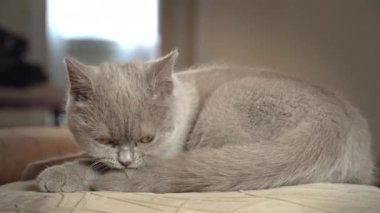 Safkan, gri evcil kedi evdeki yüksek bir sandalyeyi yıkıyor ve yalıyor. Kedi güneşte bir sandalyede güneşleniyor. Uyuyan güzel kedi uyuyor..