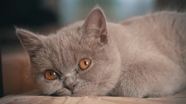 페디그레 집고양이는 아파트내의 의자에서 고양이는 의자에 있습니다 슬그머니 아름다운 고양이가 — 비디오