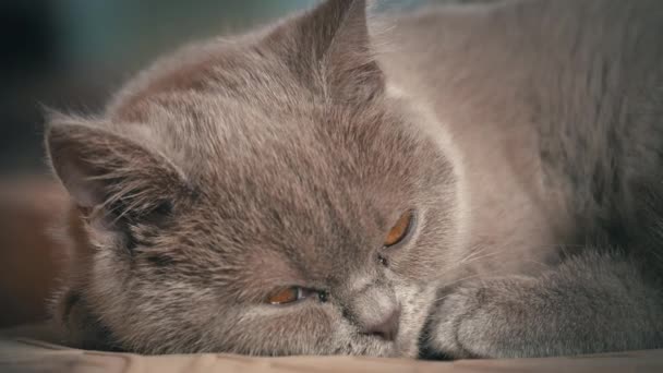 Pedigree Gatto Domestico Grigio Dorme Seggiolone Nell Appartamento Gatto Sta — Video Stock