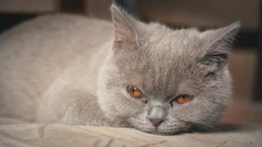 Soylu gri evcil kedi dairede yüksek bir sandalyede uyuyor. Kedi güneşte bir sandalyede güneşleniyor. Uyuyan güzel kedi uyuyor..