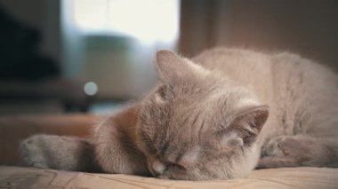 Soylu gri evcil kedi dairede yüksek bir sandalyede uyuyor. Kedi güneşte bir sandalyede güneşleniyor. Uyuyan güzel kedi uyuyor..