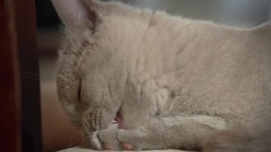 Safkan, gri evcil kedi evdeki yüksek bir sandalyeyi yıkıyor ve yalıyor. Kedi güneşte bir sandalyede güneşleniyor. Uyuyan güzel kedi uyuyor..