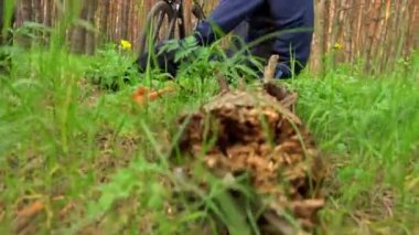 Erkek bisikletçi ormandaki bir kütüğe oturur ve doğanın tadını çıkarır. Ağaçların arasındaki çam ormanında bisiklet sürmek. Doğada eğlence ve spor.
