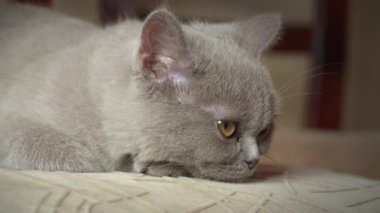 Soylu gri evcil kedi dairede yüksek bir sandalyede uyuyor. Kedi güneşte bir sandalyede güneşleniyor. Uyuyan güzel kedi uyuyor..