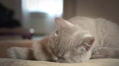 Soylu gri evcil kedi dairede yüksek bir sandalyede uyuyor. Kedi güneşte bir sandalyede güneşleniyor. Uyuyan güzel kedi uyuyor..