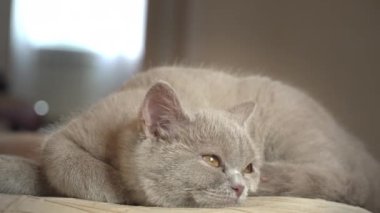 Soylu gri evcil kedi dairede yüksek bir sandalyede uyuyor. Kedi güneşte bir sandalyede güneşleniyor. Uyuyan güzel kedi uyuyor..