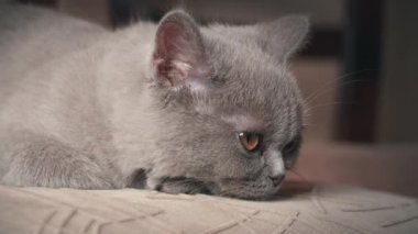 Soylu gri evcil kedi dairede yüksek bir sandalyede uyuyor. Kedi güneşte bir sandalyede güneşleniyor. Uyuyan güzel kedi uyuyor..